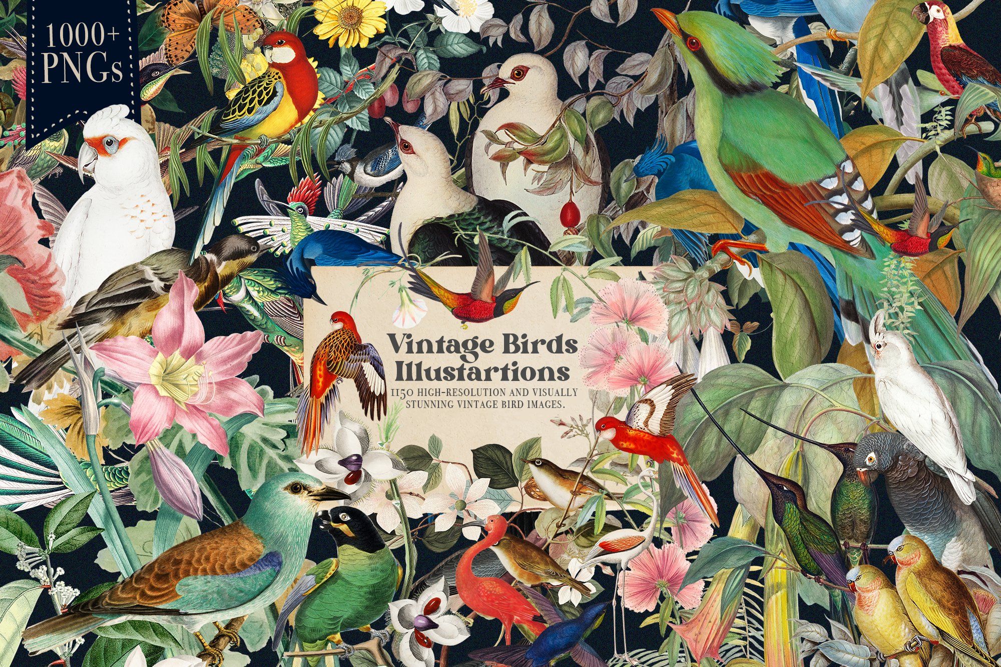 1150 Vintage Bird Illustratins cover image.