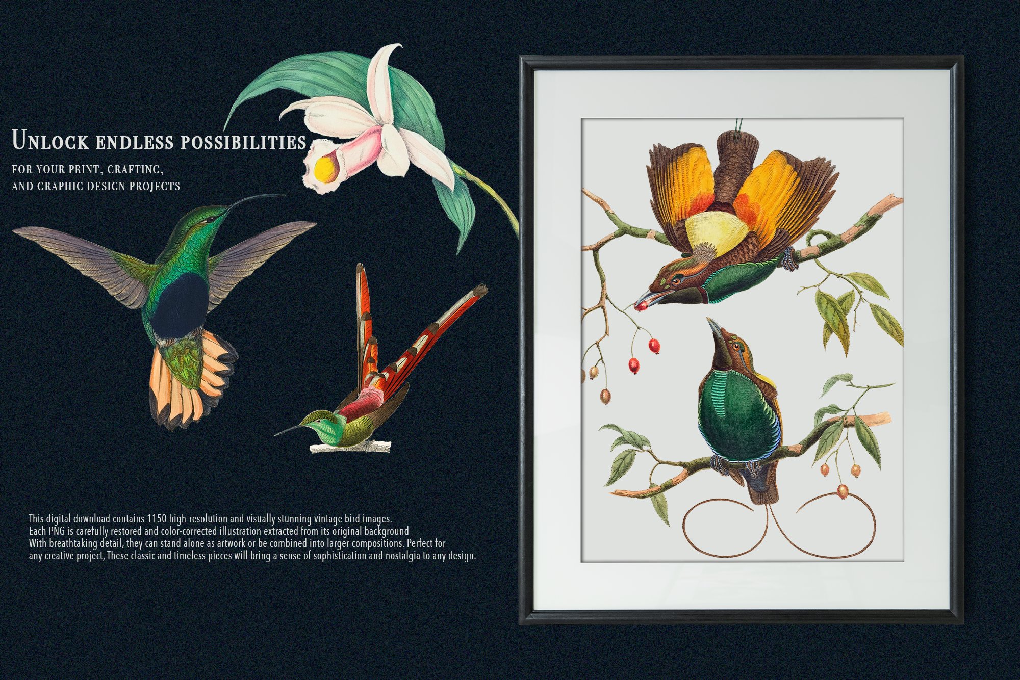vintage birds illustrations 9 613