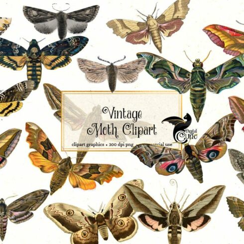 Vintage Moth Clipart cover image.
