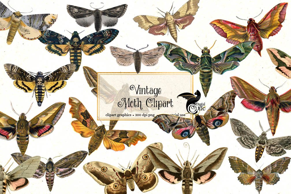 Vintage Moth Clipart cover image.