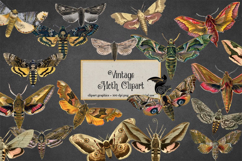 Vintage Moth Clipart preview image.