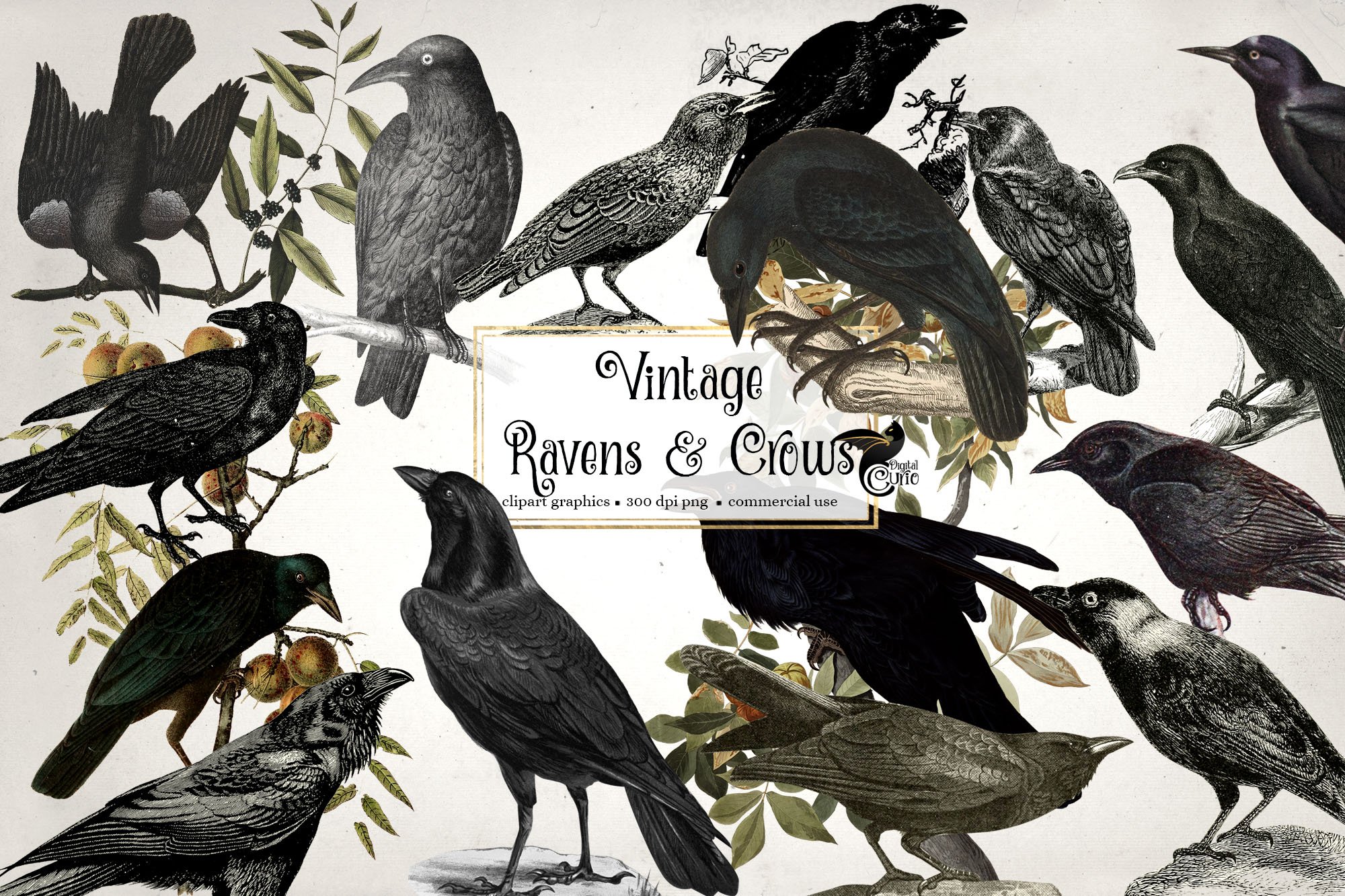 Vintage Ravens and Crows Clipart cover image.