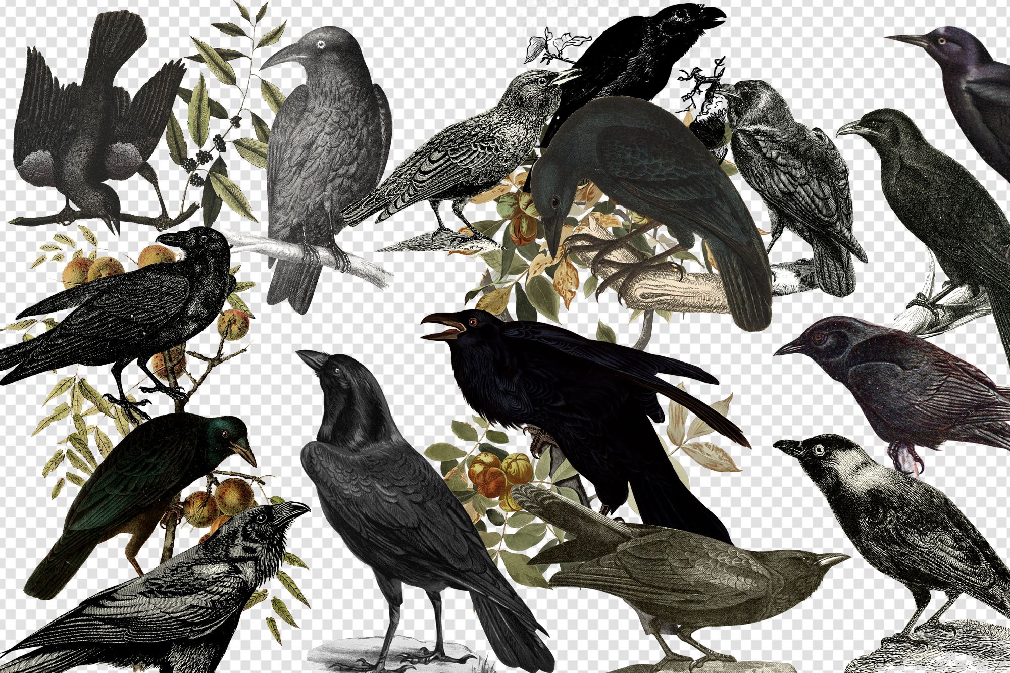 Vintage Ravens and Crows Clipart preview image.
