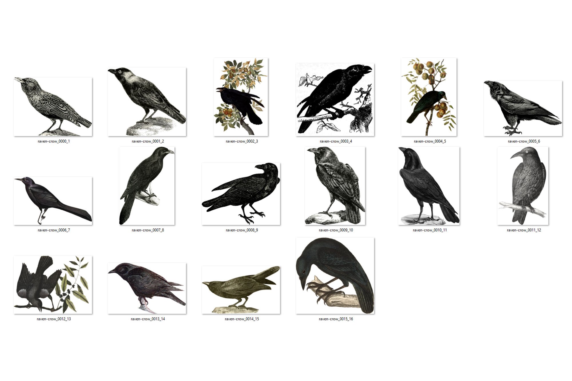 vintage ravens and crows preview 4 708