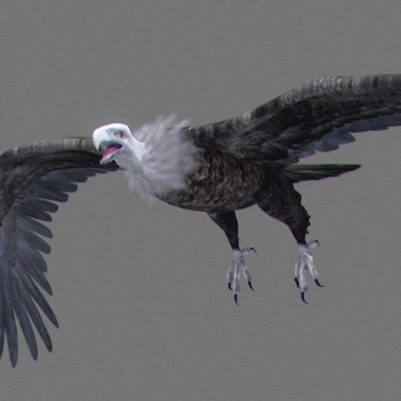 vulture white 0001 resize 390