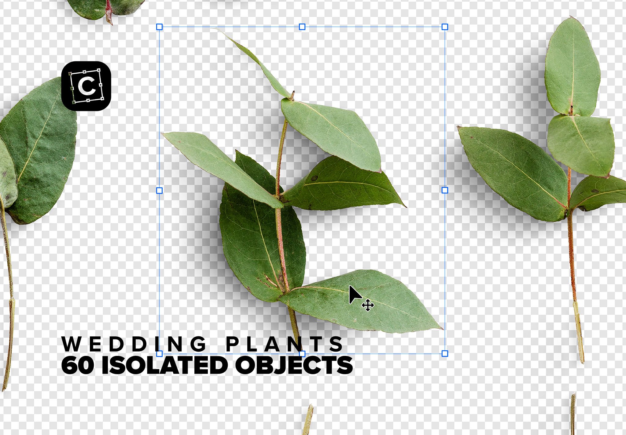 wedding plants 03 isolated objects 376