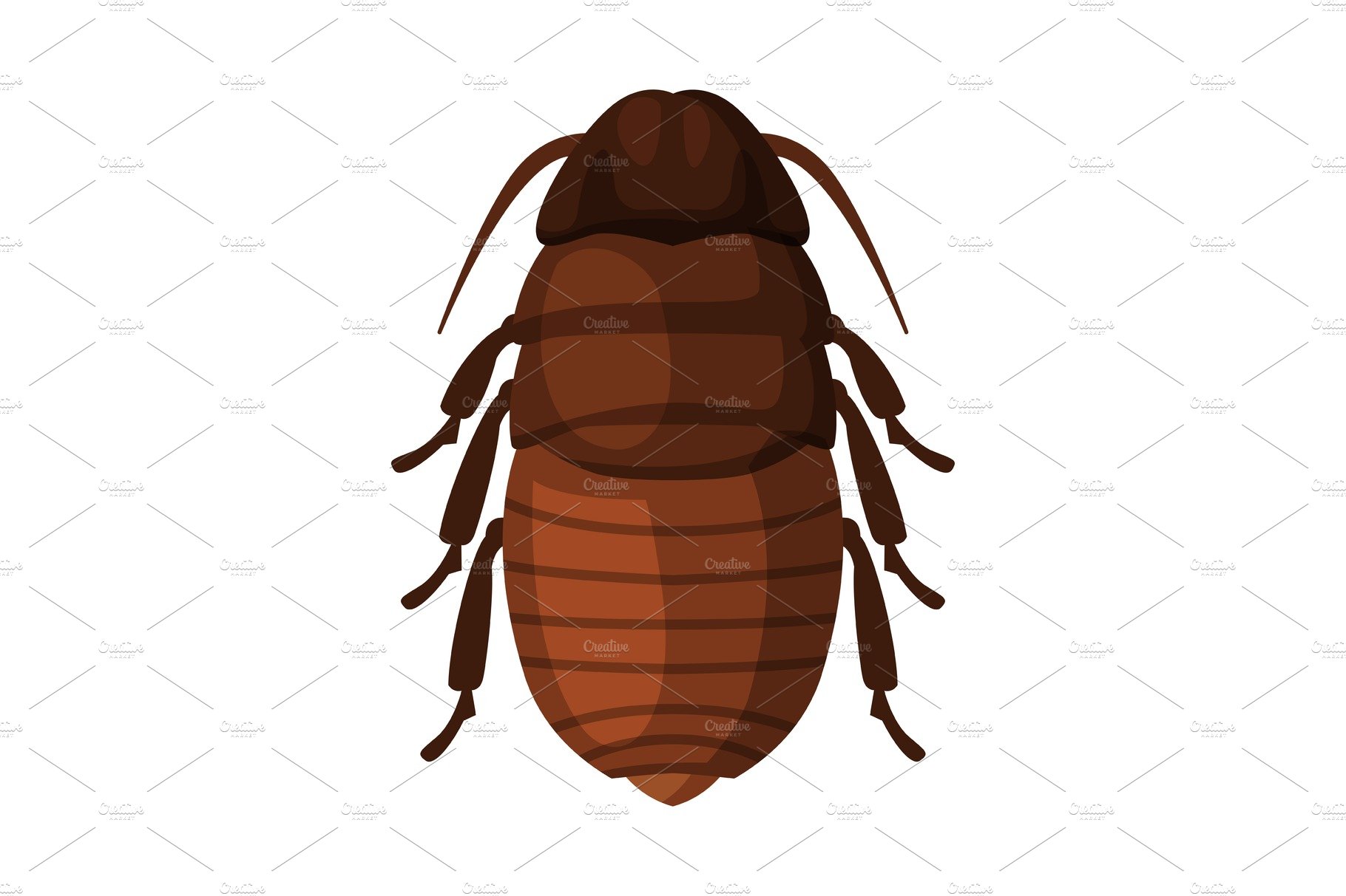 Black Cockroach Insect, Pest cover image.