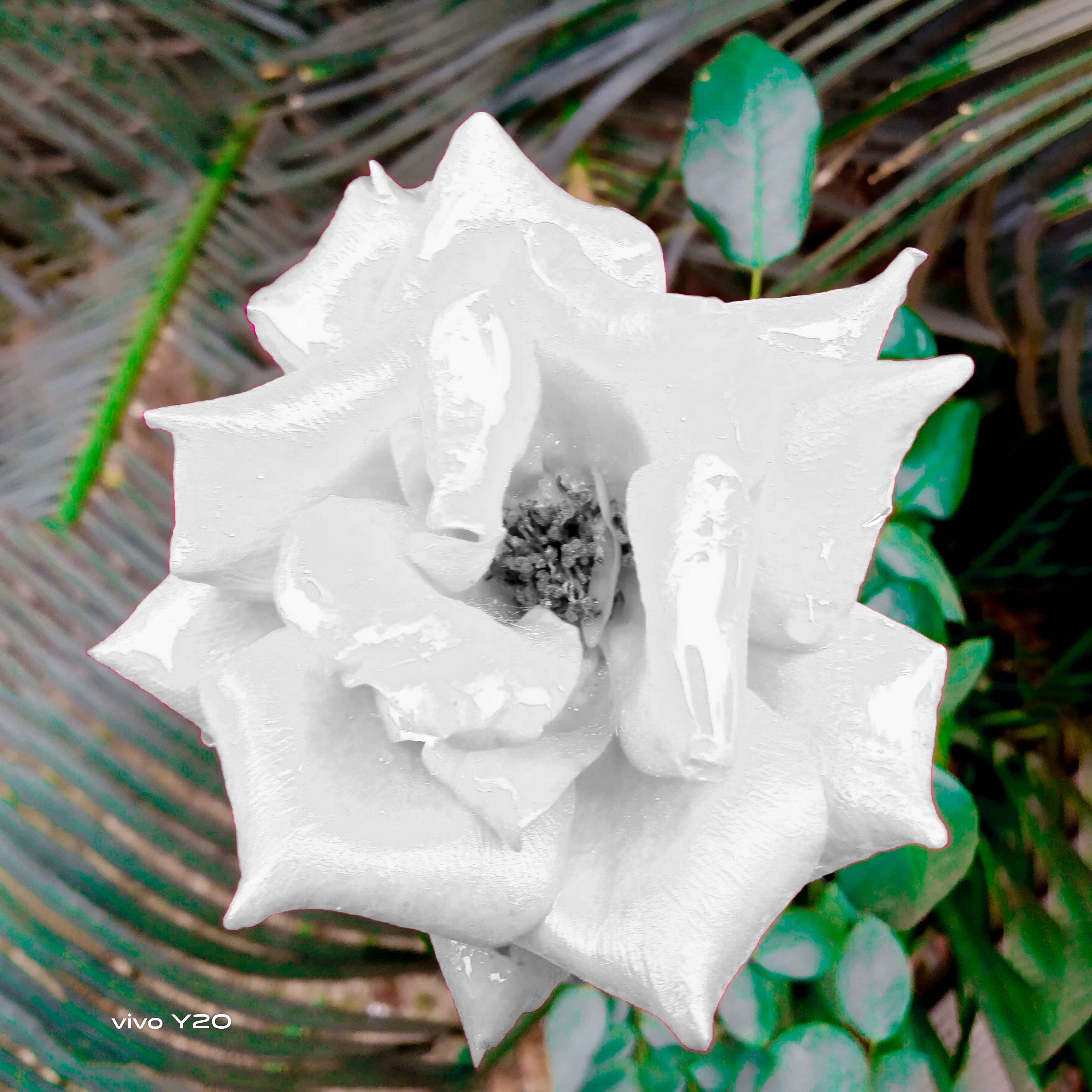 white rose mahsin photography 676