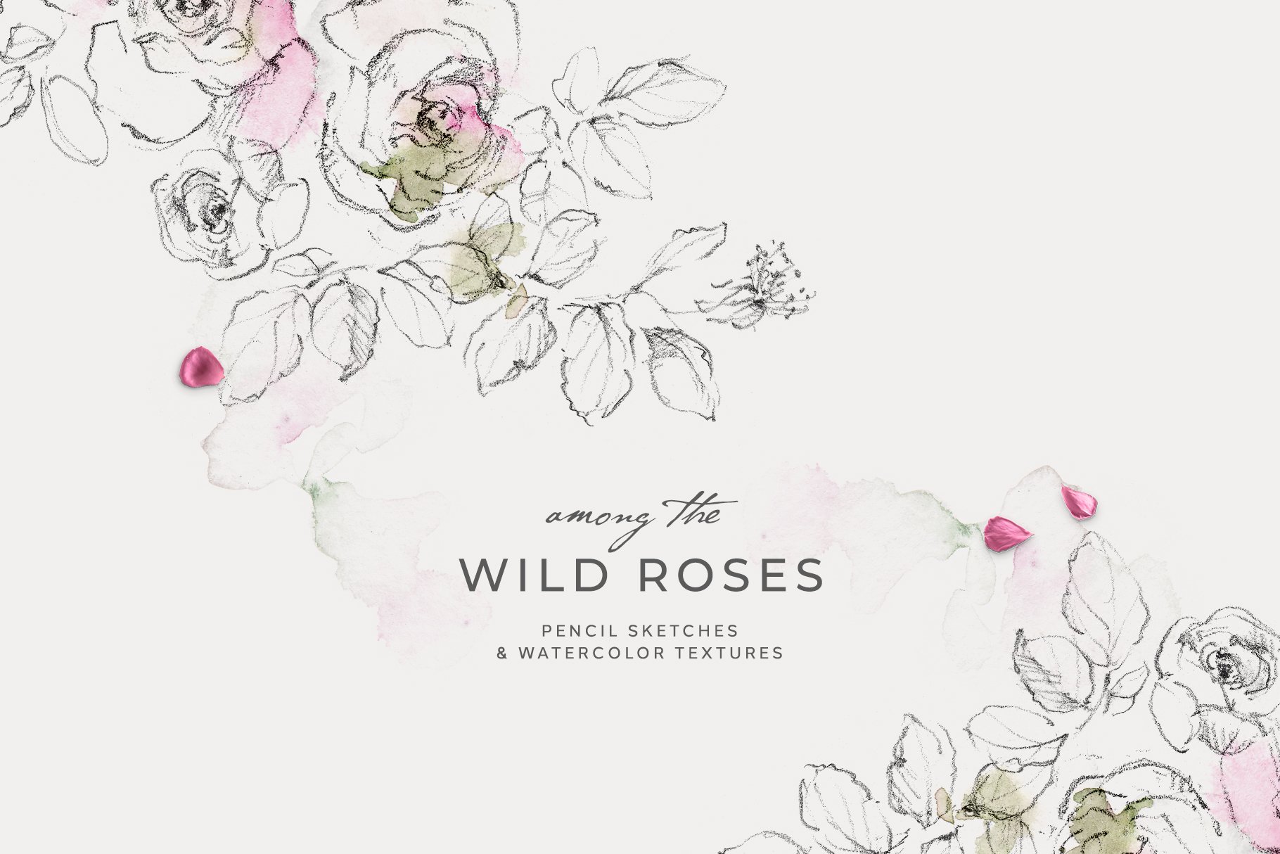 Wild Rose Pencil Sketches cover image.