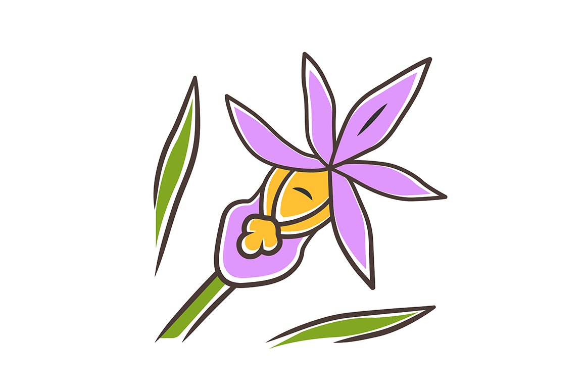 Calypso orchid purple color icon cover image.