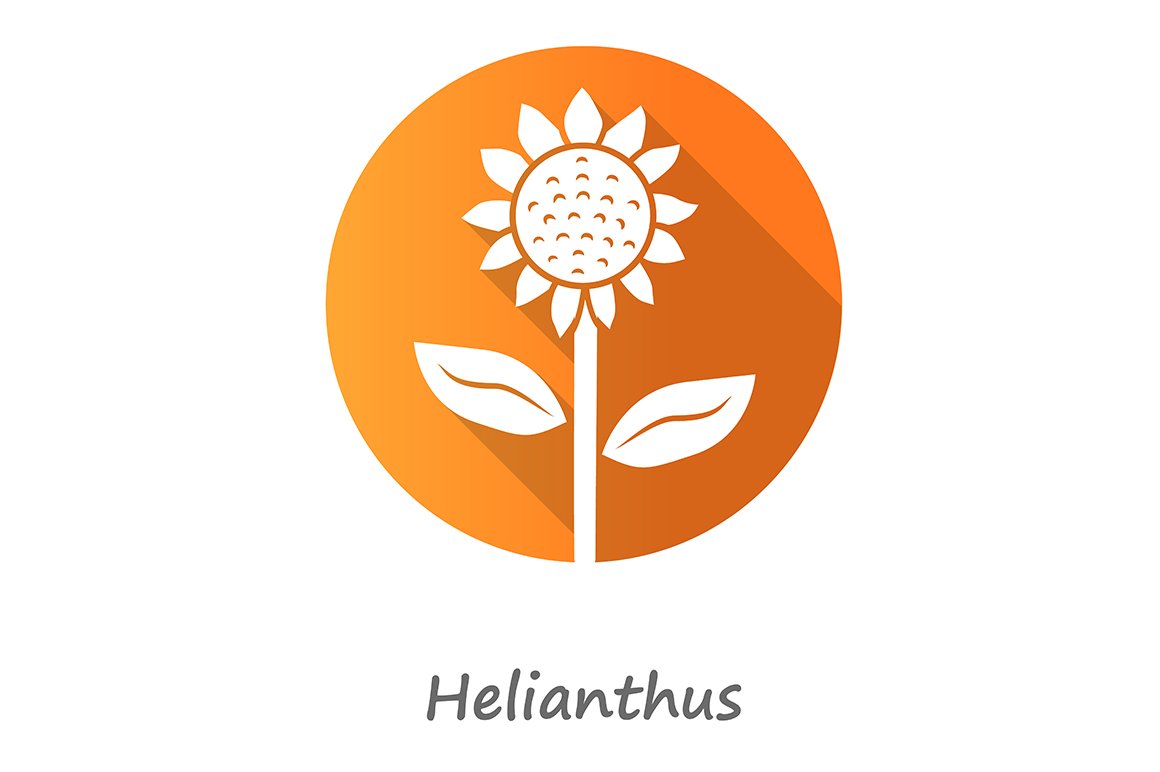 Helianthus orange flat design icon cover image.