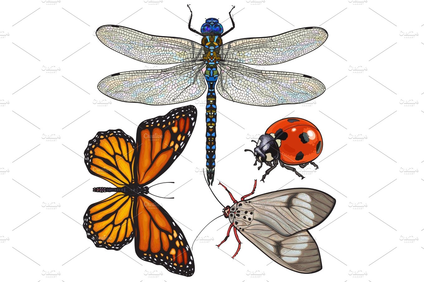 Set of insects like dragonfly, butterfly, ladybird and moth cover image.