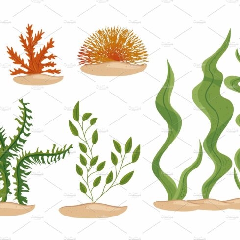 seaweeds, ocean plants, underwater cover image.