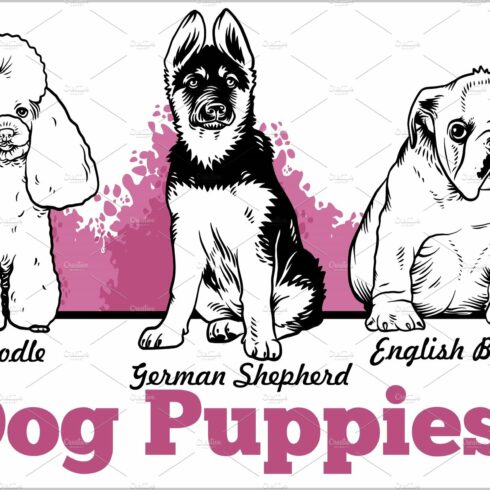 English Bulldog, Poodle and German cover image.