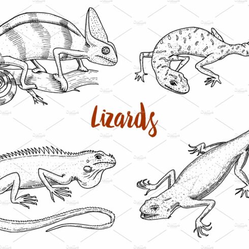 Chameleon Lizard, American green iguana, reptiles or snakes or spotted fat-... cover image.
