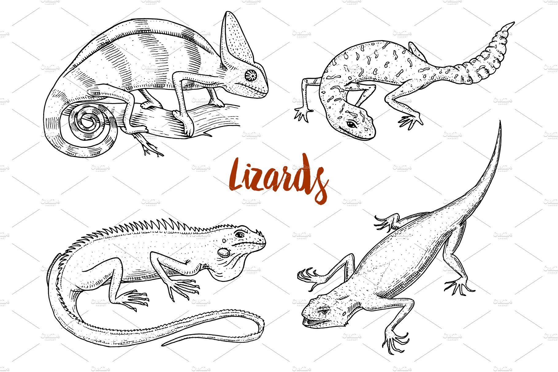 Chameleon Lizard, American green iguana, reptiles or snakes or spotted fat-... cover image.