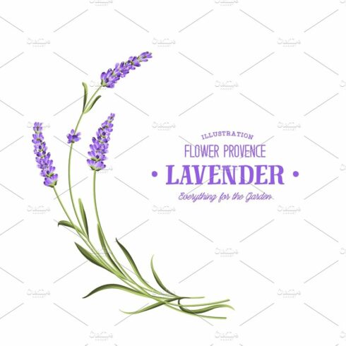 Bunch of lavender. cover image.