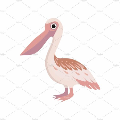 Beautiful pelican bird vector cover image.