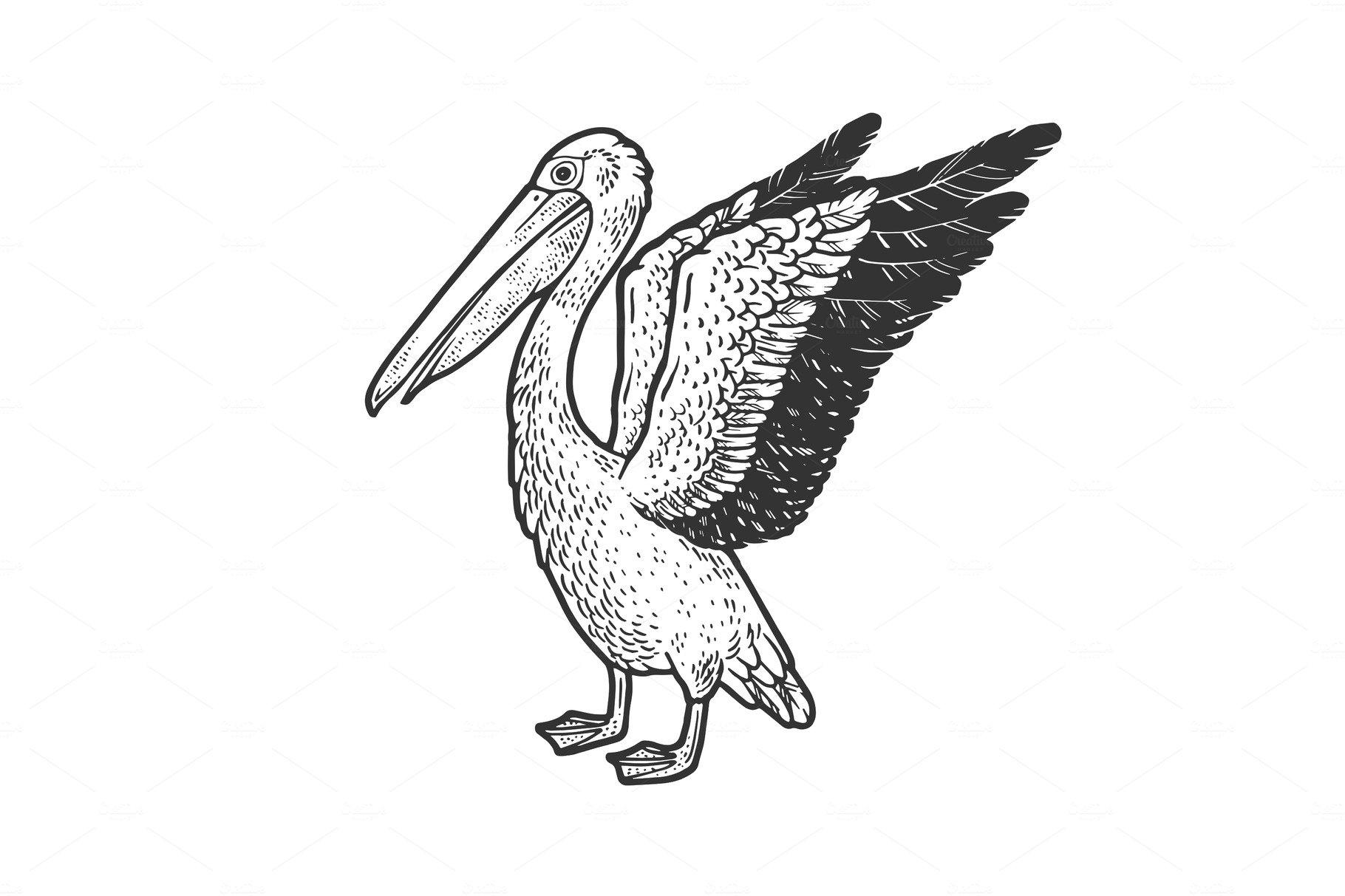 Pelican bird sketch vector cover image.