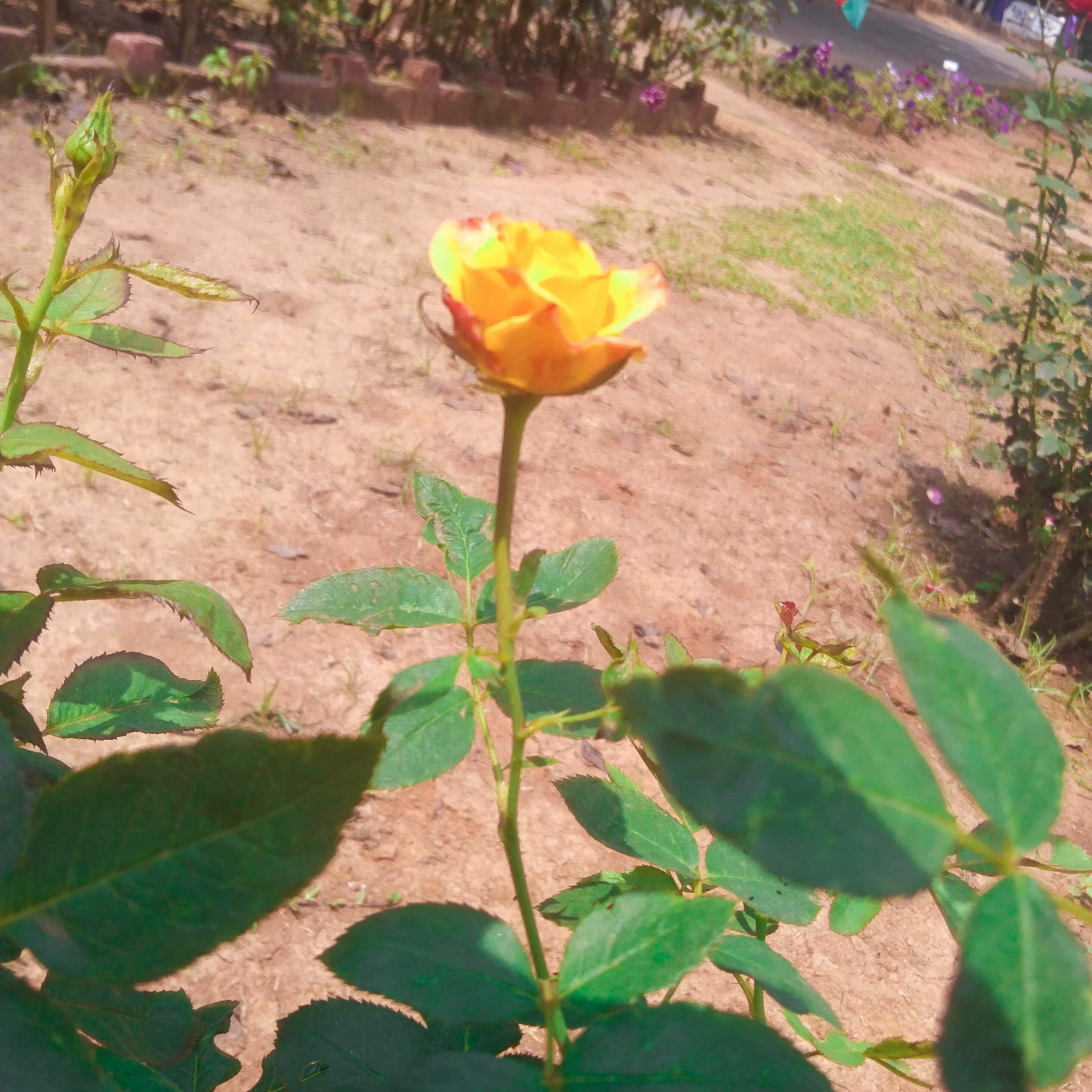 yellow rose mahsin photography 152