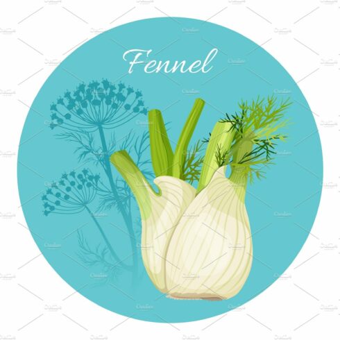 Fennel condiment green seasoning with edible root bulb-like stem cover image.