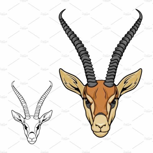 Impala antelope animal cover image.