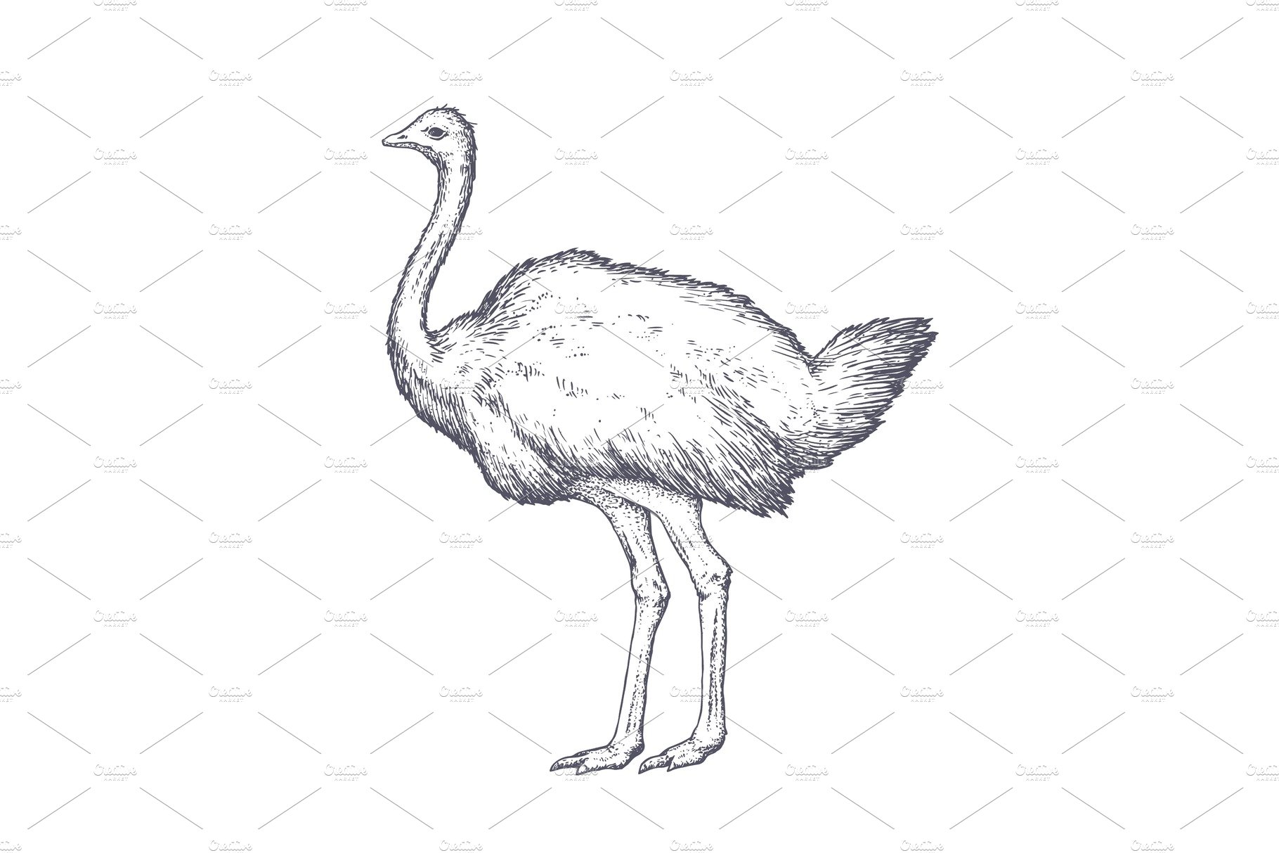 Ostrich. Vintage retro print cover image.