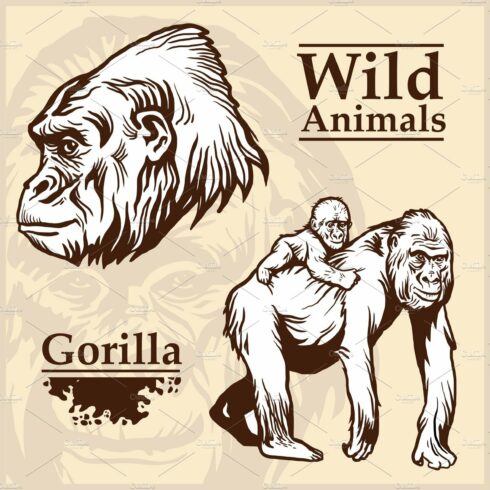 Head Gorilla and African female cover image.