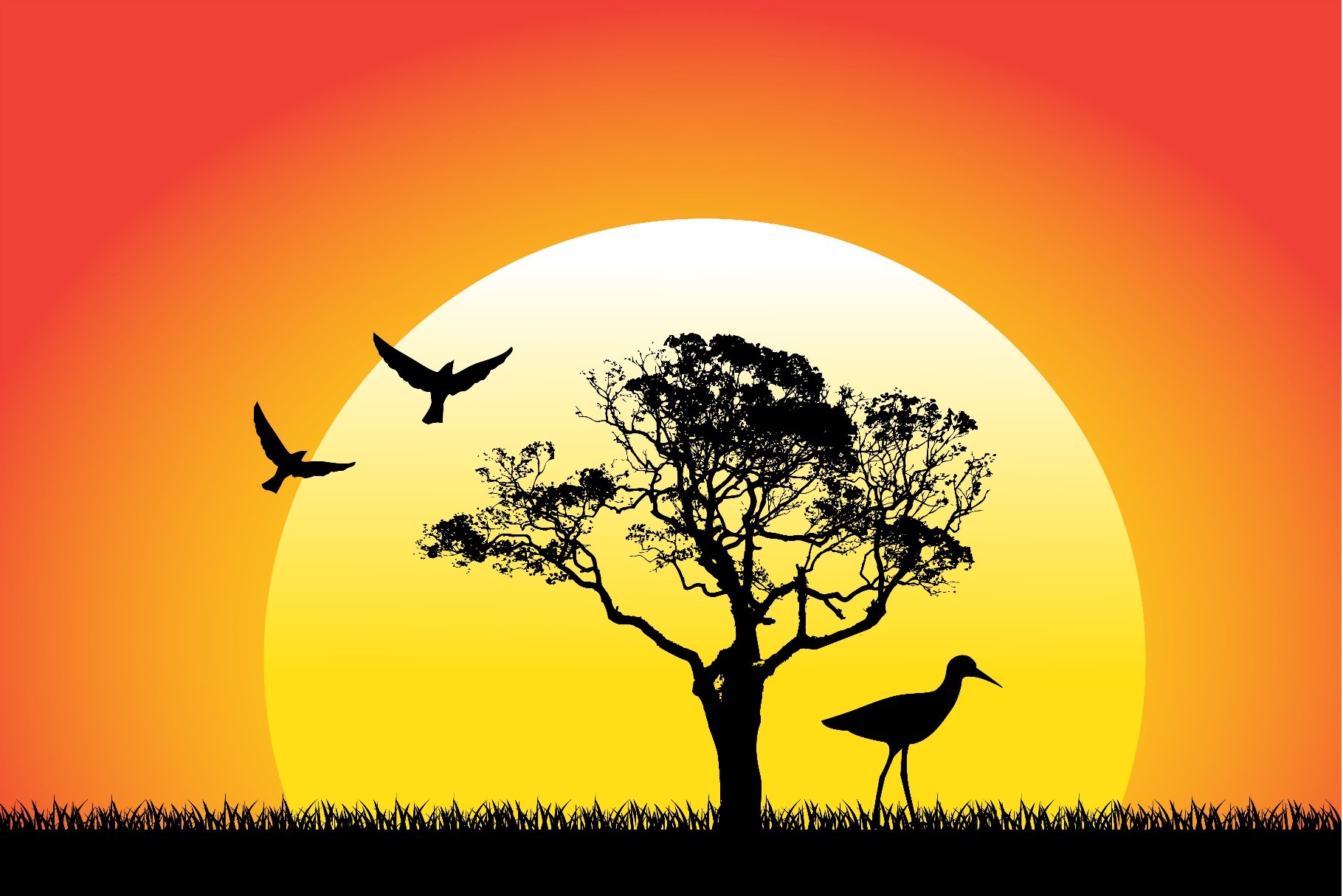 nature and birds on sunset backgroun cover image.