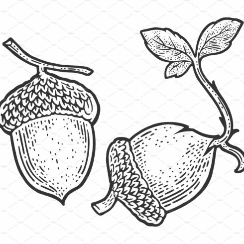 sprouted acorn sketch vector cover image.