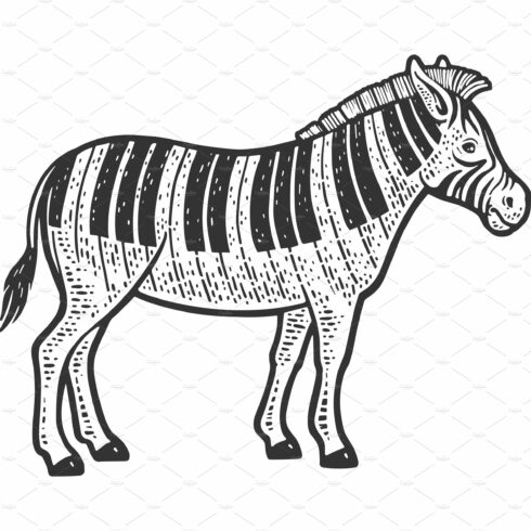 zebra piano line art sketch vector cover image.