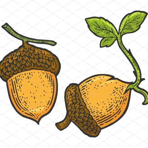 sprouted acorn sketch vector cover image.