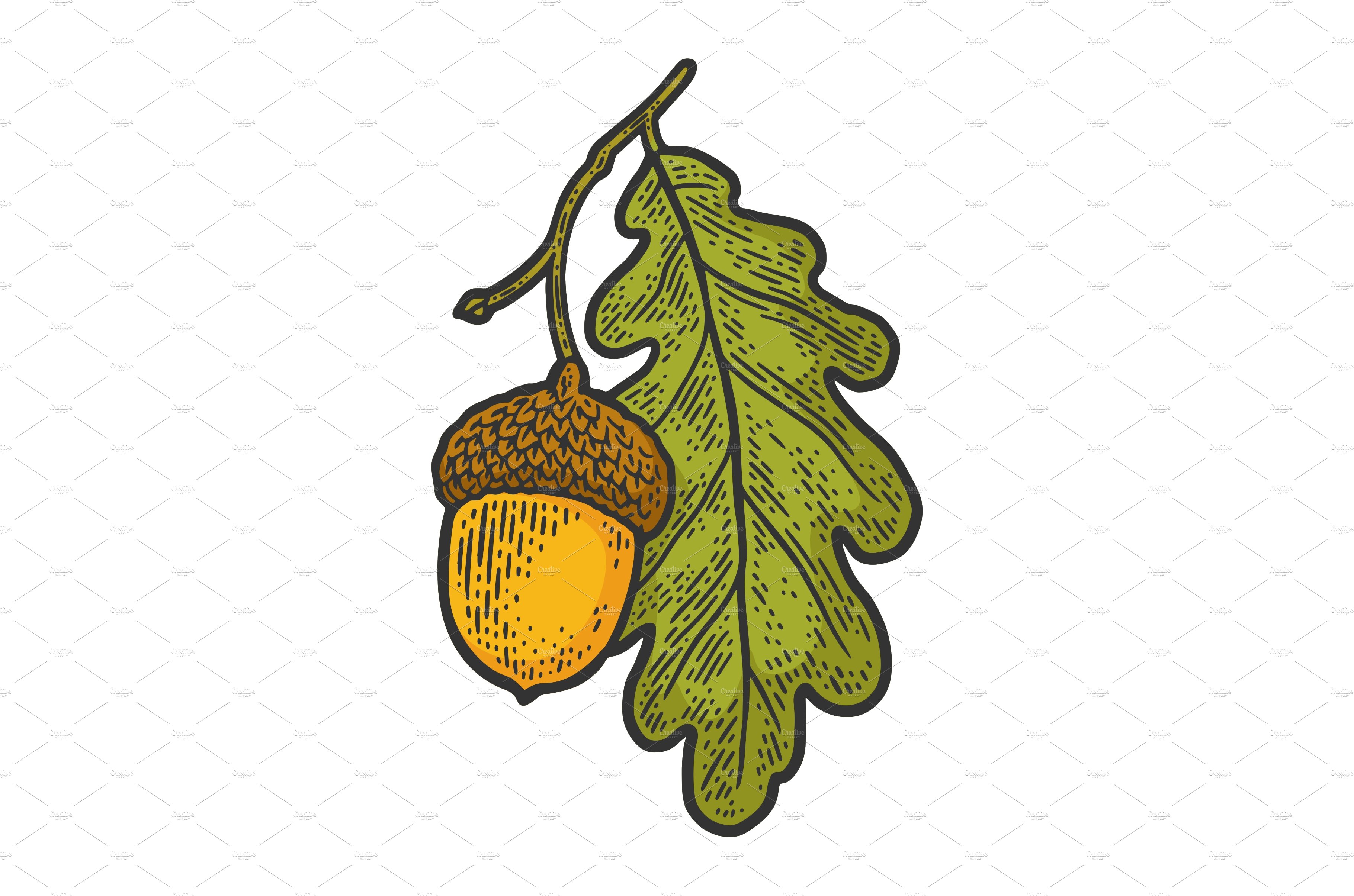 acorn with oak leaf sketch vector cover image.