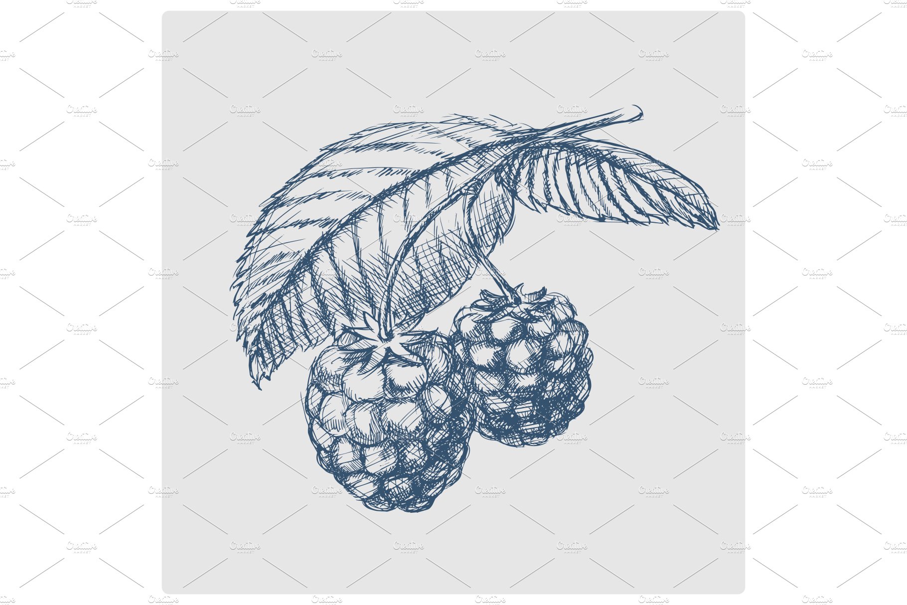 raspberry branch hand drawn blue cover image.