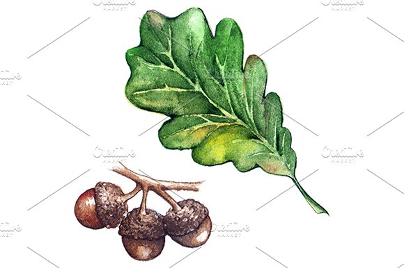 Watercolor oak leaf seeds isolated cover image.