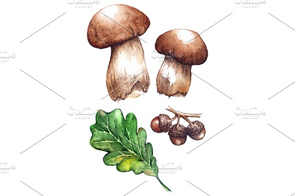 Watercolor oak porcini mushrooms cover image.