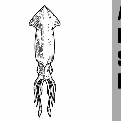 illustration of squid in engraving cover image.
