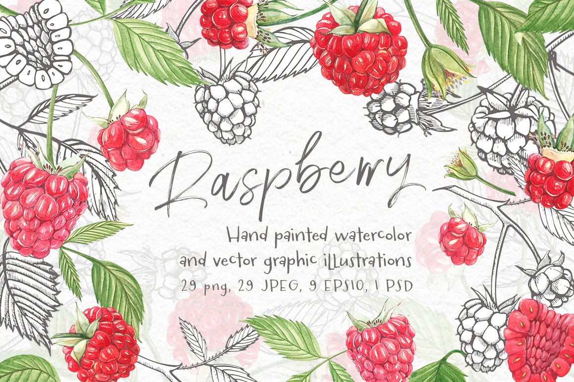 Raspberry Graphic&Watercolor clipart cover image.