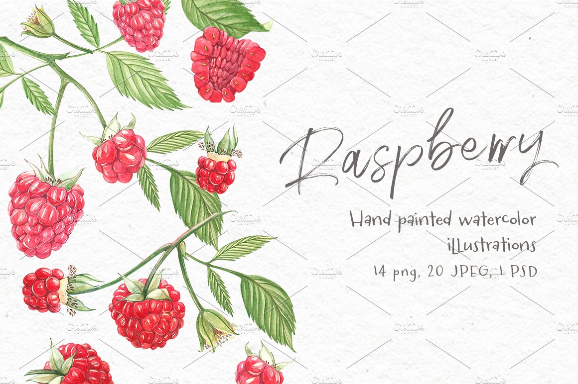 Raspberry Graphic&Watercolor clipart preview image.