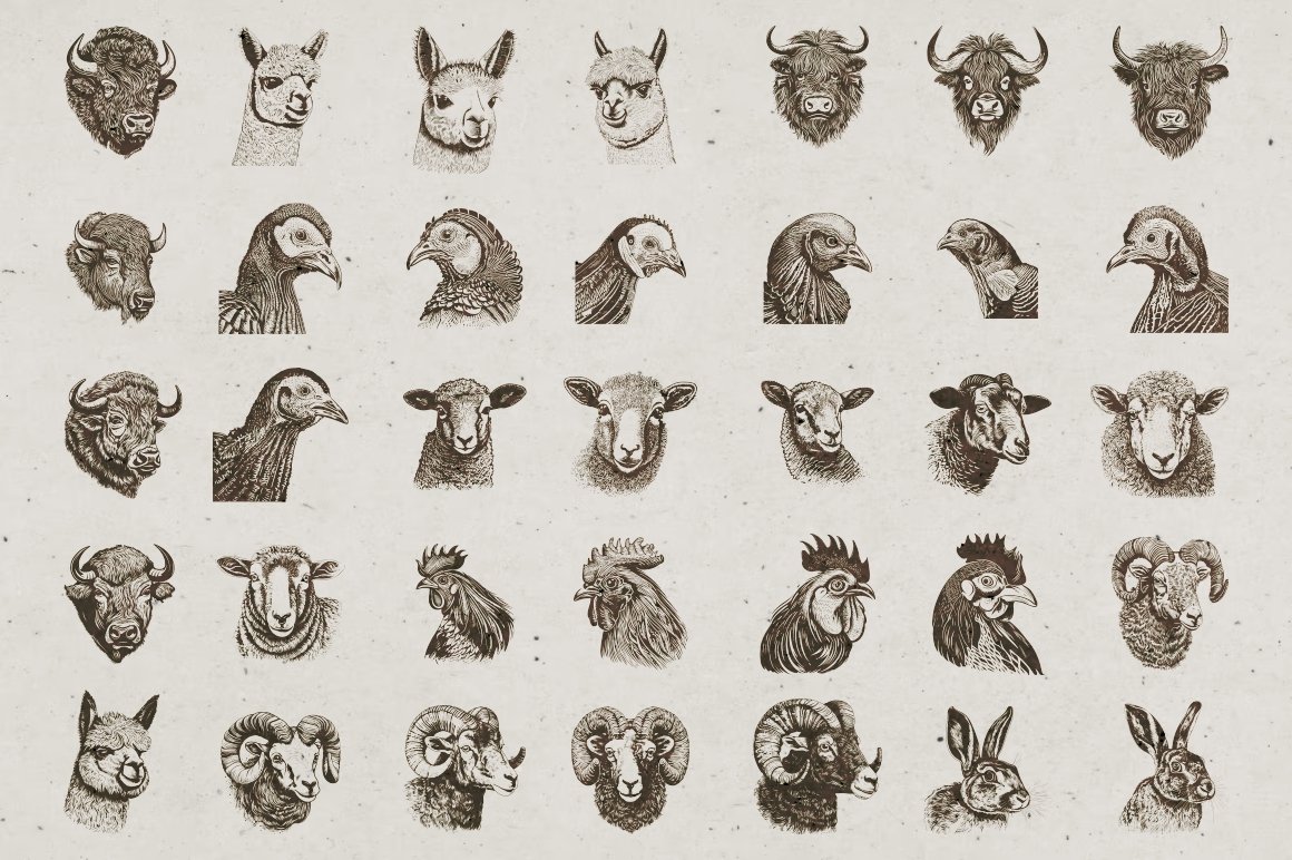 06 farm animals illustrations 93