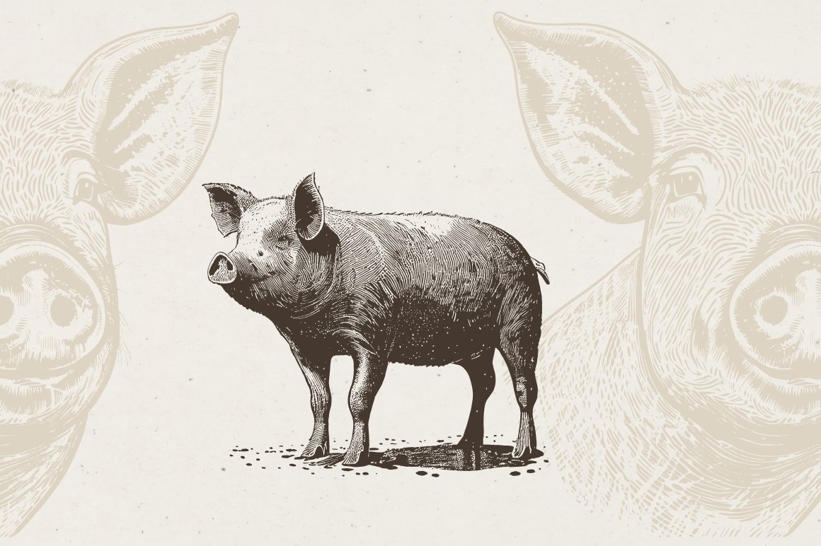 07 farm animals illustrations 881