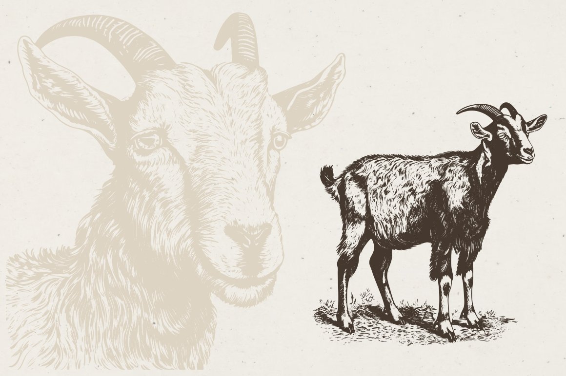 09 farm animals illustrations 862