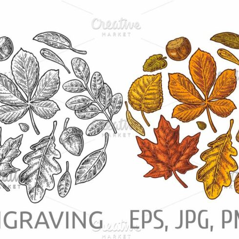 Set leaf - acacia acorn oak maple cover image.