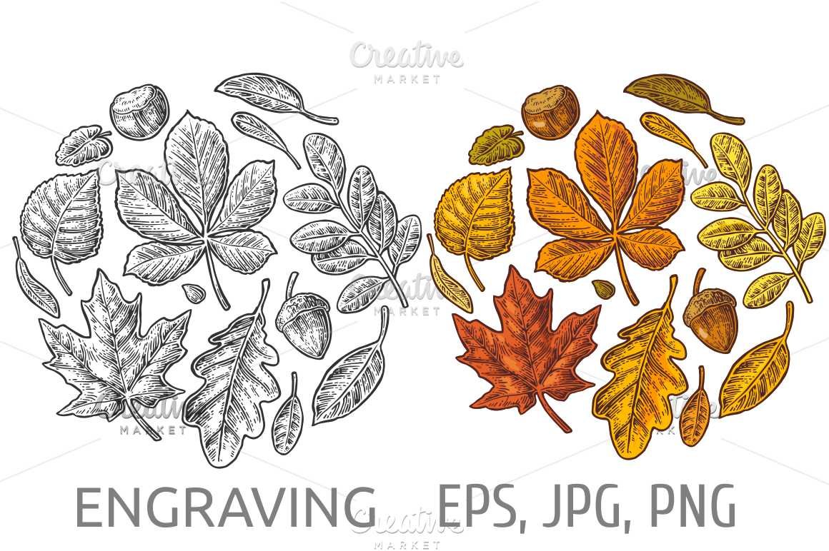 Set leaf - acacia acorn oak maple cover image.