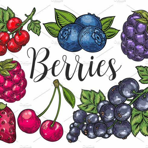 Berry hand drawn set, patterns cover image.
