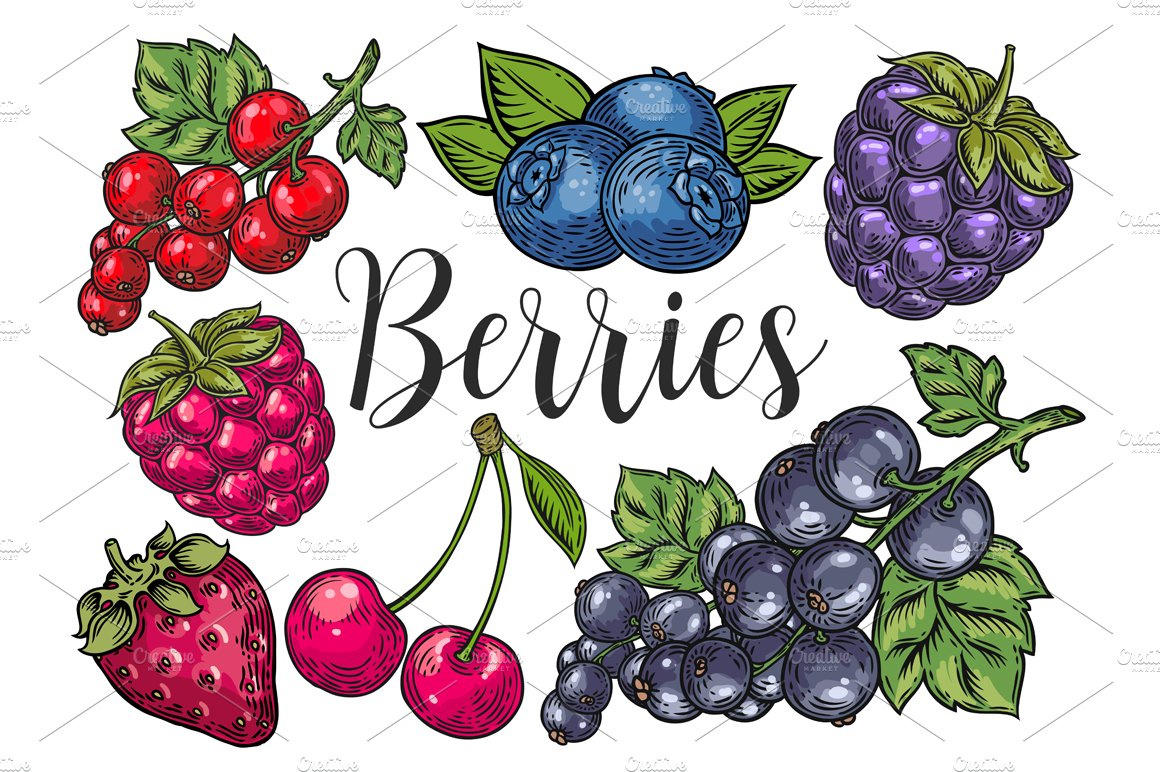 Berry hand drawn set, patterns cover image.