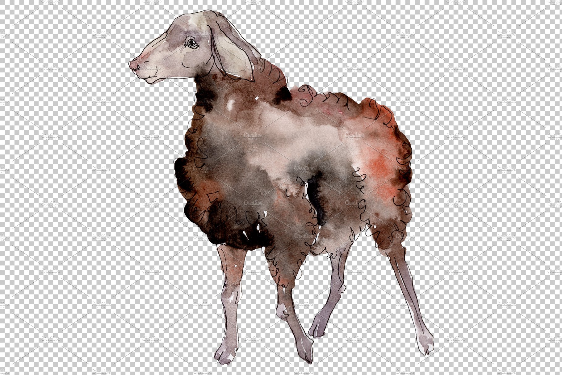 Agriculture:sheep, ram Watercolor pn preview image.