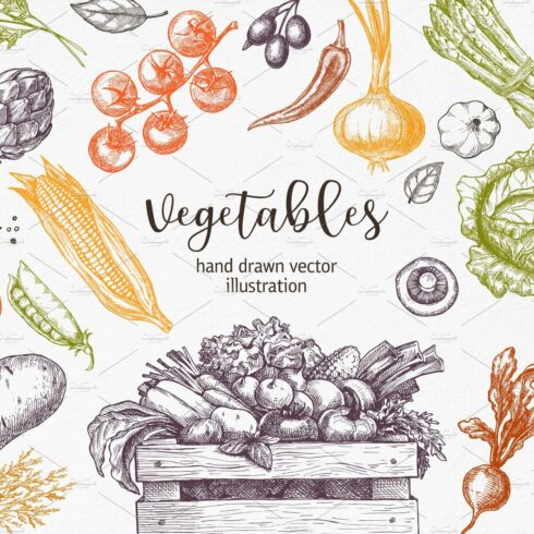 Vegetables. Hand drawn collection. cover image.