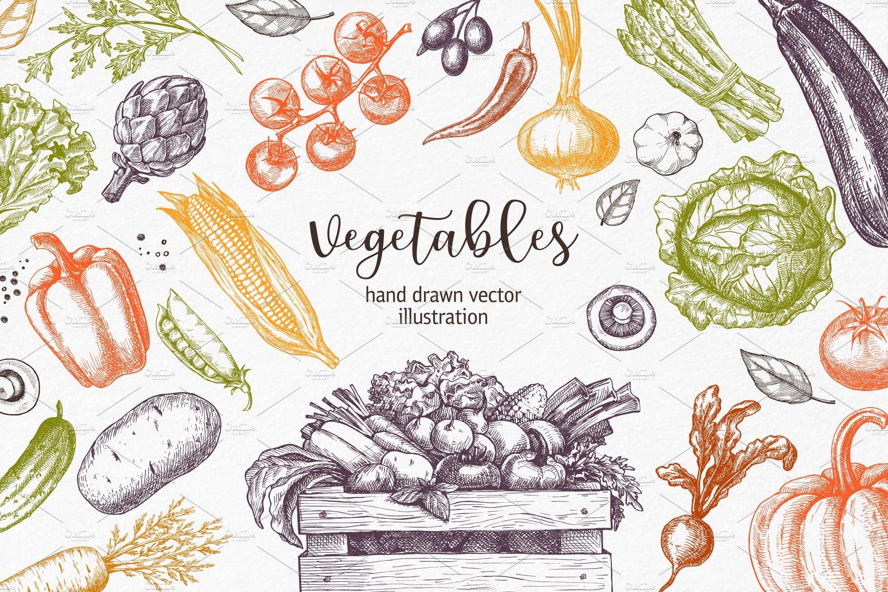 Vegetables. Hand drawn collection. cover image.