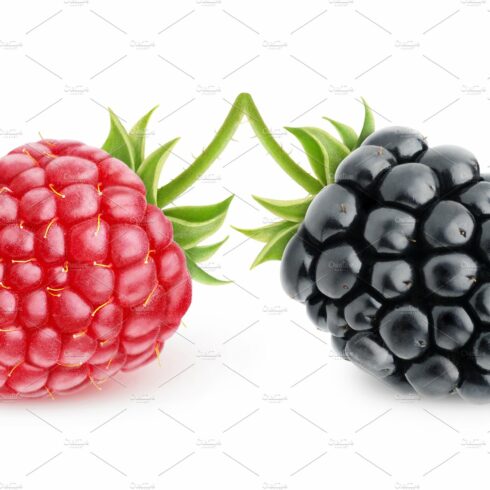 Raspberry and blackberry cover image.